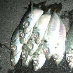 りんくう　アジングで23cmアジ2ケタ