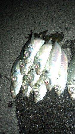 りんくう　アジングで23cmアジ2ケタ