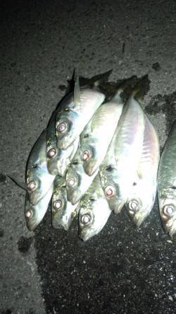 りんくう　アジングで23cmアジ2ケタ