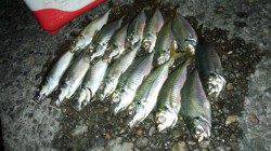 りんくう周辺アジング〜24センチのマアジ！