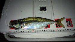 りんくう周辺アジング〜24センチのマアジ！