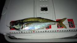 りんくう周辺アジング〜24センチのマアジ！…