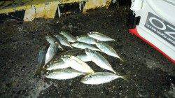 貝塚周辺でアジング3時間で17匹！ 22～23センチの良型でした