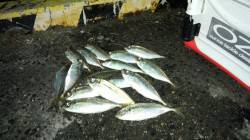 貝塚周辺でアジング3時間で17匹！ 22～…