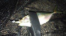 貝塚周辺でアジング3時間で17匹！ 22～23センチの良型でした