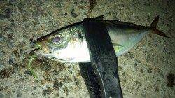 泉南アジングでアジ24cm〜アジはほぼボトムでした