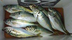 泉南アジングでアジ24cm〜アジはほぼボトムでした