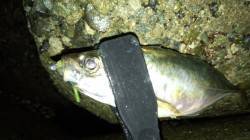 泉南方面でのアジング釣果