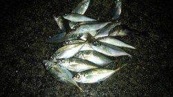 泉南方面でのアジング釣果