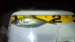 田尻周辺フロートでメバル狙い〜上がってきた…