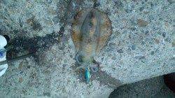 田ノ浦にてエギング釣行　今季初アオリをゲット！