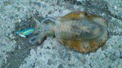 田ノ浦にてエギング釣行　今季初アオリをゲット！