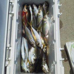 塩谷から渡船でケーソンへ〜サビキの遠投でアジ好釣果