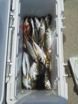 塩谷から渡船でケーソンへ〜サビキの遠投でア…