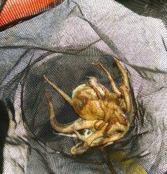 岸和田一文字　タコ釣りの季節始まってます