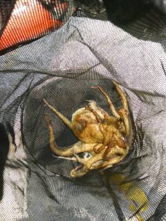 岸和田一文字　タコ釣りの季節始まってます