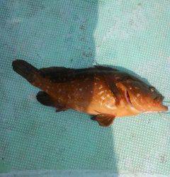 アコウがシーズンイン〜沖の白灯台で40cm&38cm