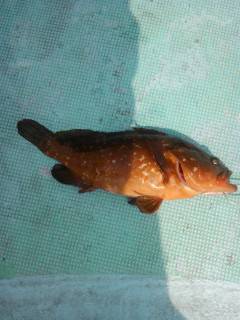 アコウがシーズンイン〜沖の白灯台で40cm&38cm