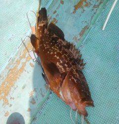 アコウがシーズンイン〜沖の白灯台で40cm&38cm