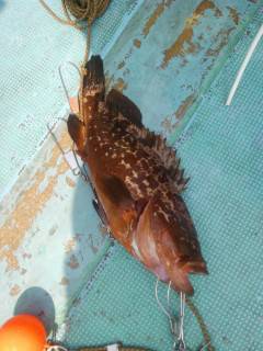 アコウがシーズンイン〜沖の白灯台で40cm…