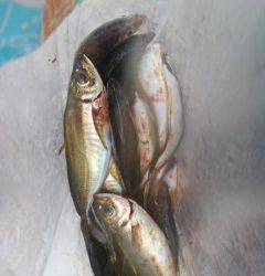 中波止でエビ撒き釣り　ハネ&キビレ