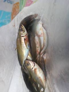 中波止でエビ撒き釣り　ハネ&キビレ