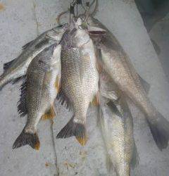 中波止でエビ撒き釣り　ハネ&キビレ