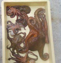 沖のカーブでのタコ釣果　1.5kgを頭に8杯