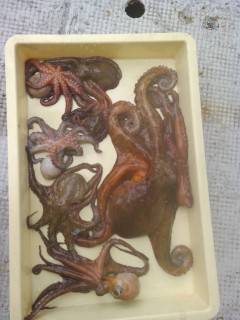 沖のカーブでのタコ釣果　1.5kgを頭に8…