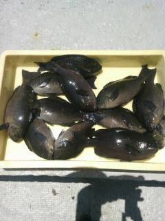 岸和田一文字　フカセでグレ12尾の釣果