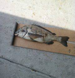 岸和田一文字は本日も良型チヌ☆ 落とし込みで年なし50.5cm