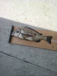 岸和田一文字は本日も良型チヌ☆ 落とし込みで年なし50.5cm