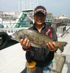岸和田一文字は本日も良型チヌ☆ 落とし込みで年なし50.5cm