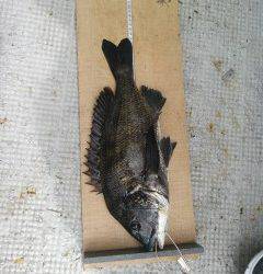 沖の1番・旧の白灯台 落とし込みで良型チヌ