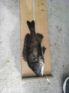 沖の1番・旧の白灯台 落とし込みで良型チヌ