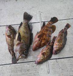 岸和田一文字　ウキ釣りでグレ＆メバル