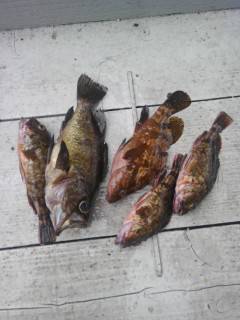 岸和田一文字　ウキ釣りでグレ＆メバル