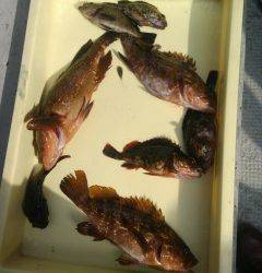 沖の1番でアコウがよく釣れています！