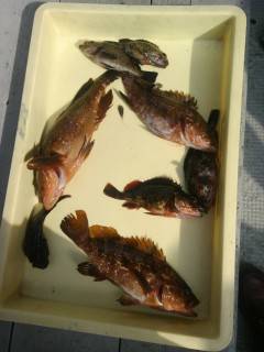 沖の1番でアコウがよく釣れています！