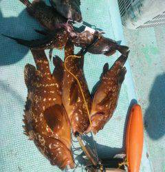 沖の1番でアコウがよく釣れています！