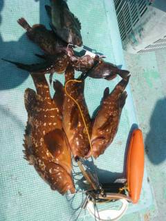 沖の1番でアコウがよく釣れています！