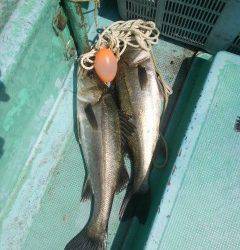 旧の赤灯台・沖のカーブ、シラサでハネ　