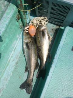 旧の赤灯台・沖のカーブ、シラサでハネ　