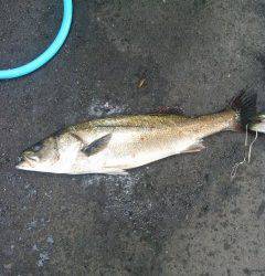 旧の赤灯台・沖のカーブ、シラサでハネ　