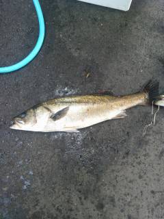 旧の赤灯台・沖のカーブ、シラサでハネ　