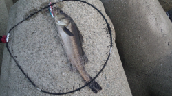 兵庫突堤釣果！イワシパターン本格化！ミノーでバイト多し