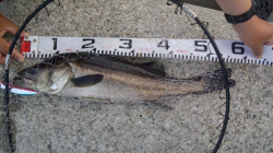 兵庫突堤釣果！イワシパターン本格化！ミノーでバイト多し