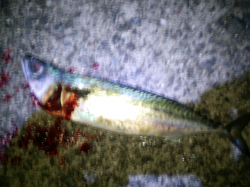 大蔵海岸、仕事帰りの雨の中でなんとか1本！…