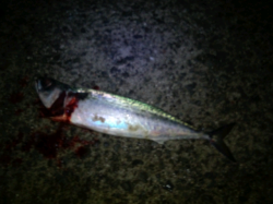 大蔵海岸、仕事帰りの雨の中でなんとか1本！