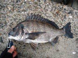 出勤前に久々の朝練〜ピックアップ寸前のバイトでチヌ45cm！